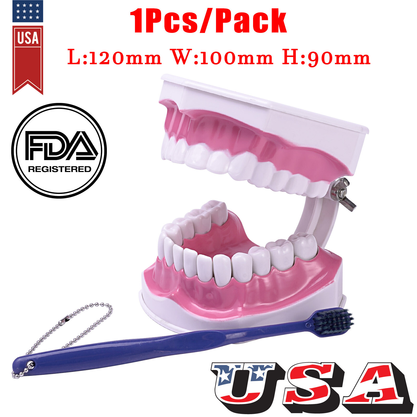 Dental Typodont Teeth Model with Braces Orthodontic Teaching Patient Demo Study